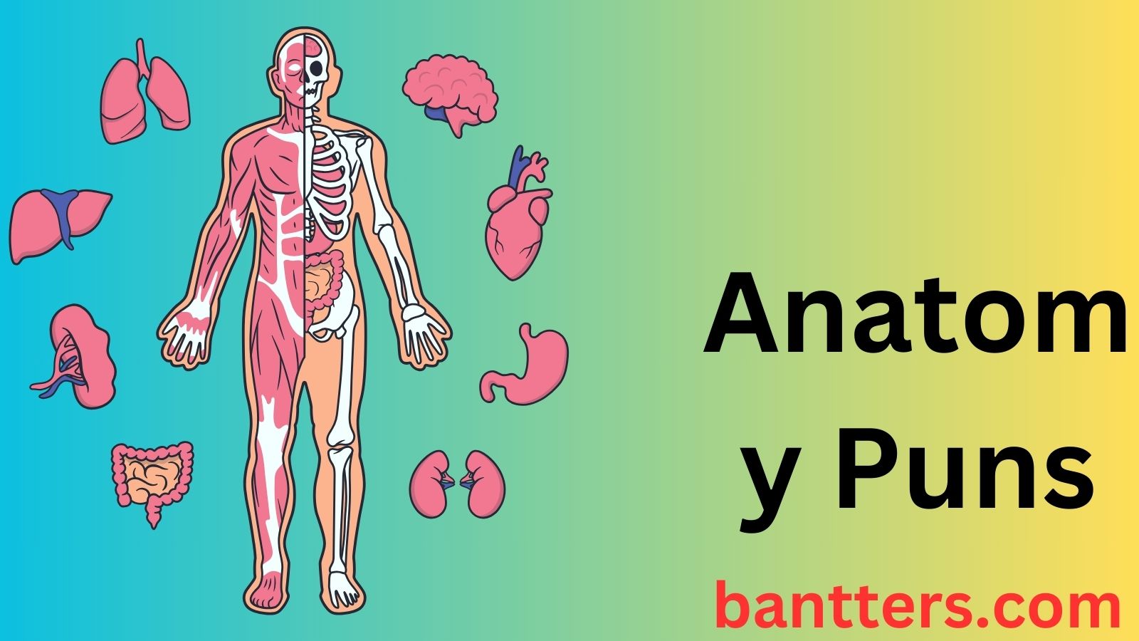 Anatomy Puns