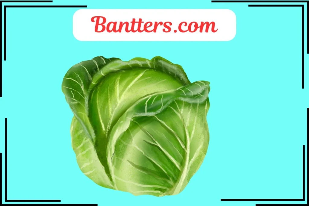 Cabbage Puns