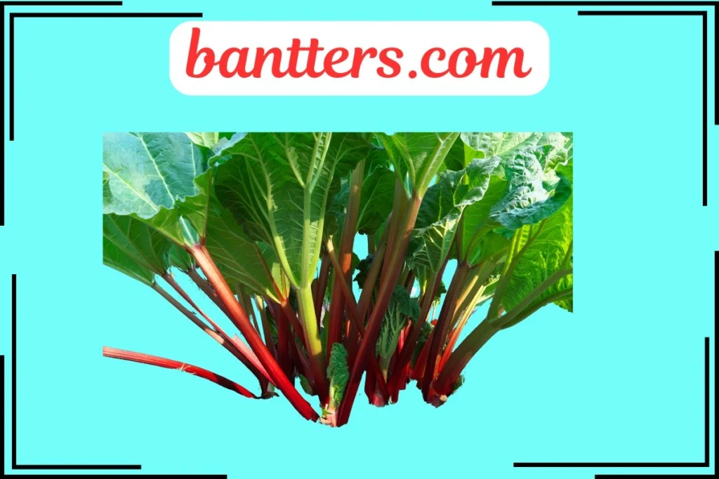 Rhubarb Puns